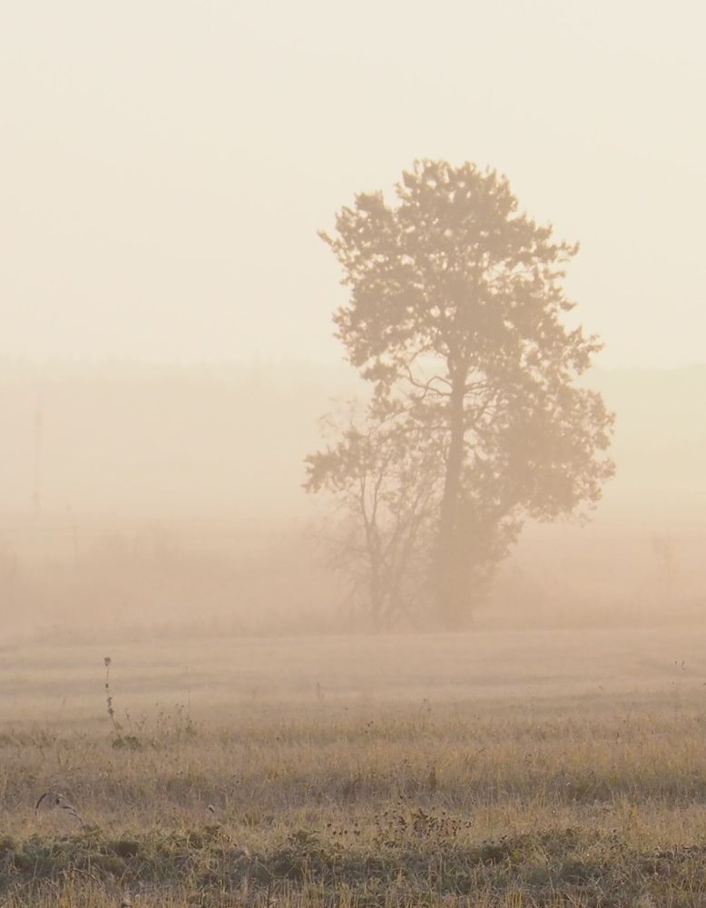 Photograph by Екатерина Шмелева