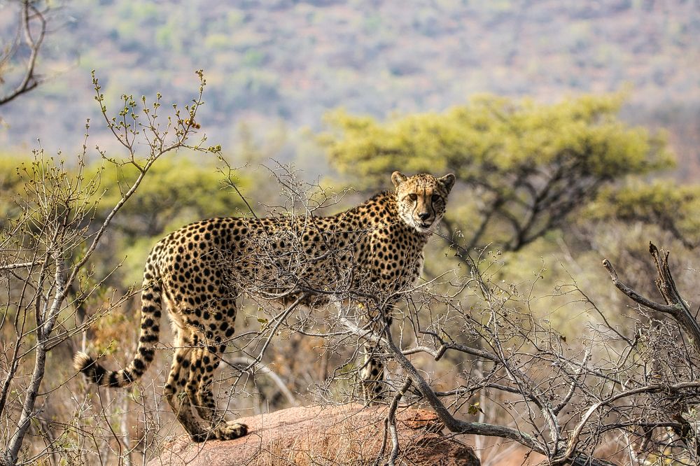 Photograph by Gavin Jones