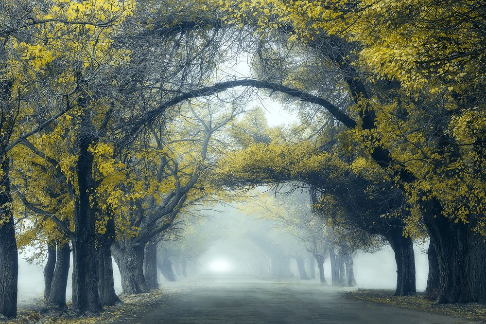 Photograph by Shahram Hafezi