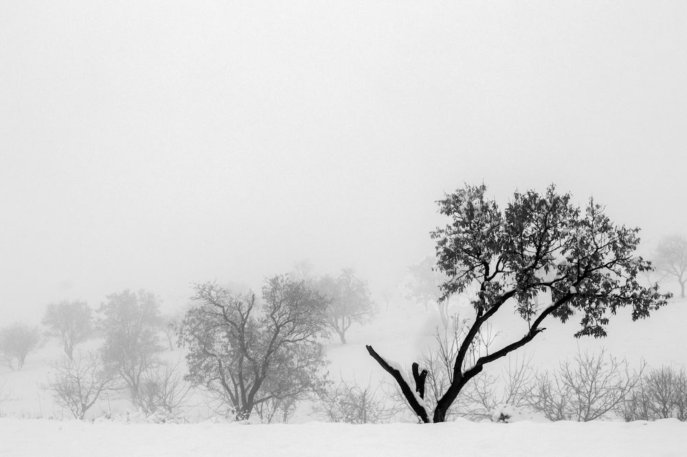 Фотография автора payman Mollaie