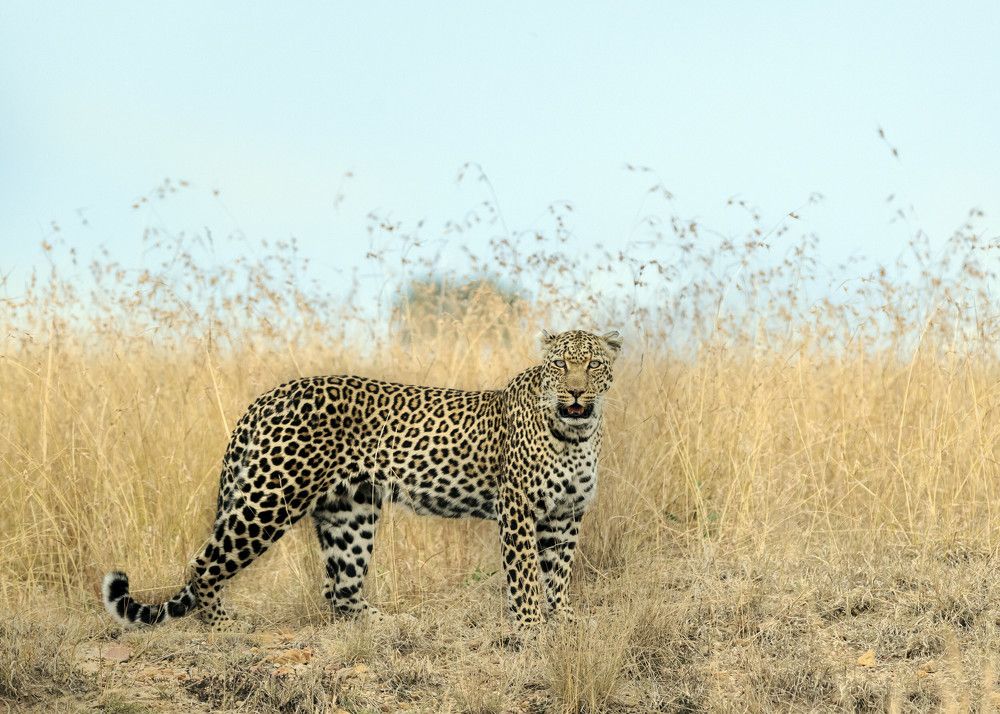 Photograph by Renny Poulose