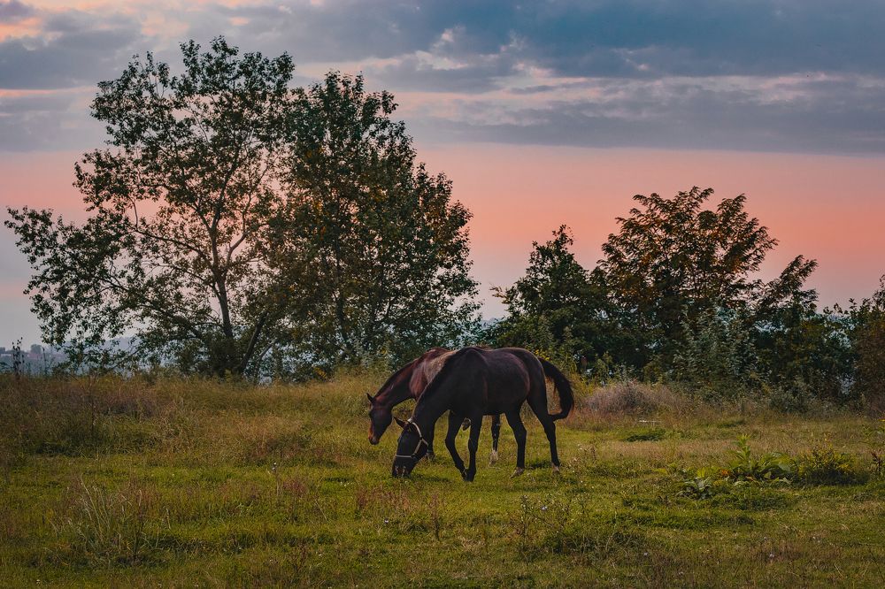 Photograph by Виталий Шкадинов