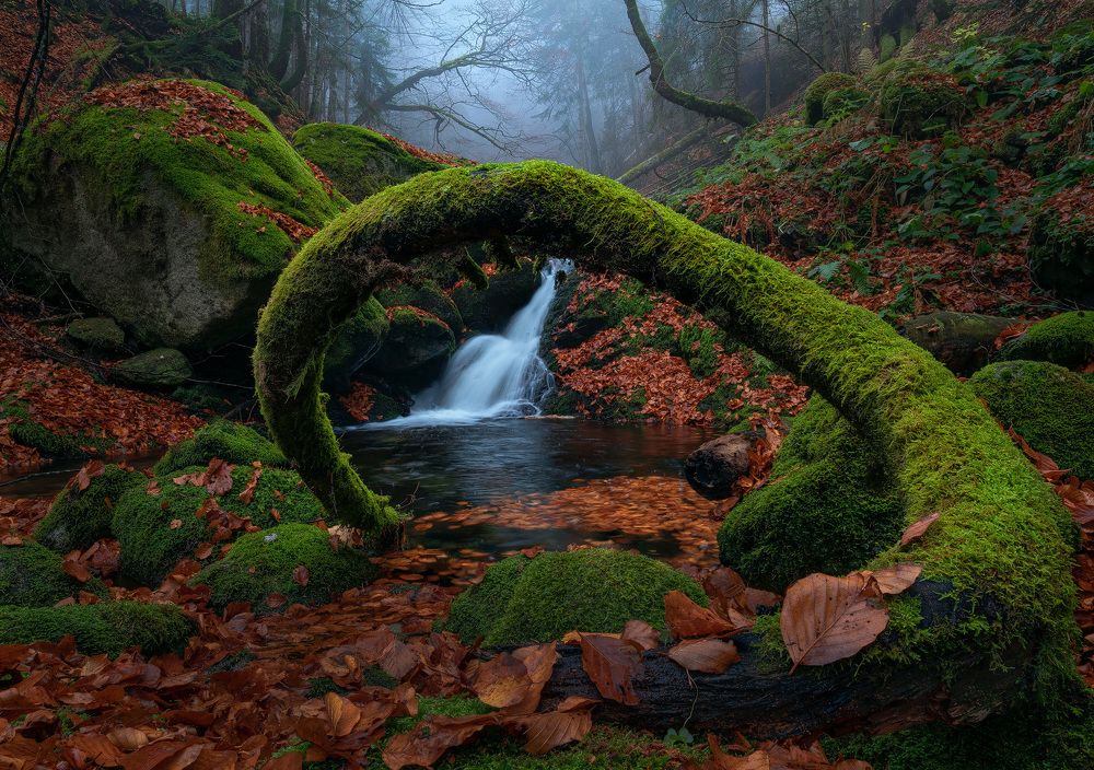 Photograph by Stan Cosmin