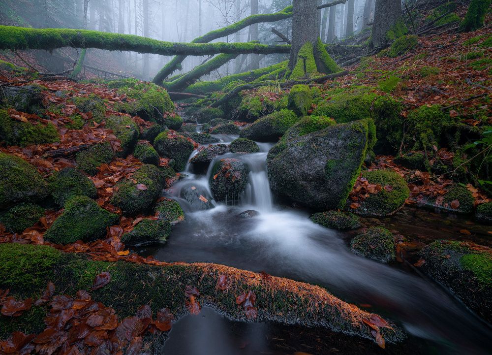 Photograph by Stan Cosmin