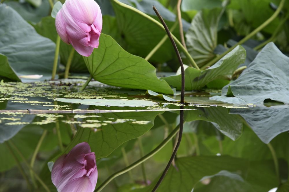Photograph by Людмила Воропаева