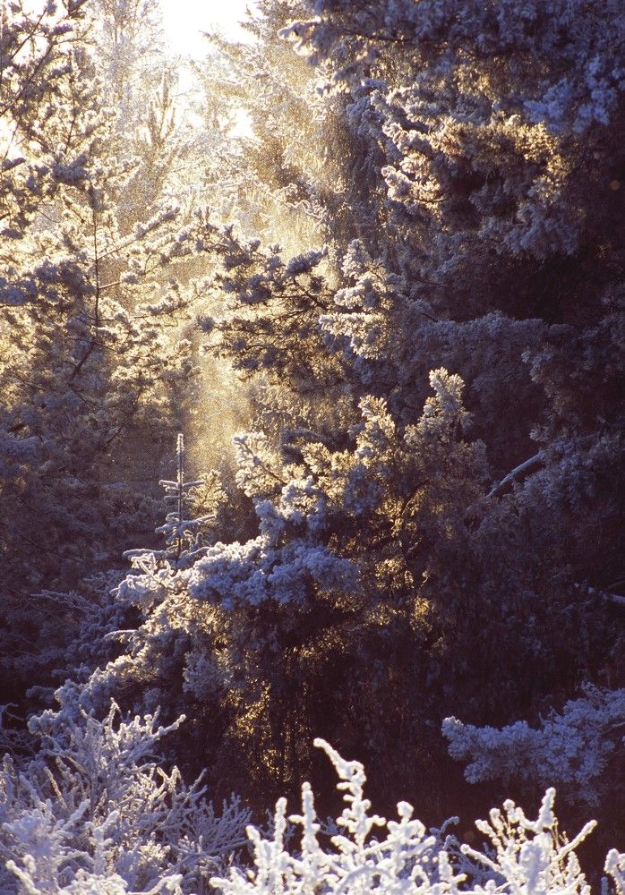 В зимнем лесу.