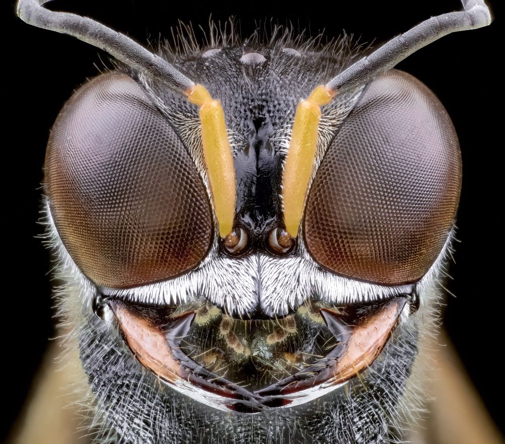 square-headed wasp