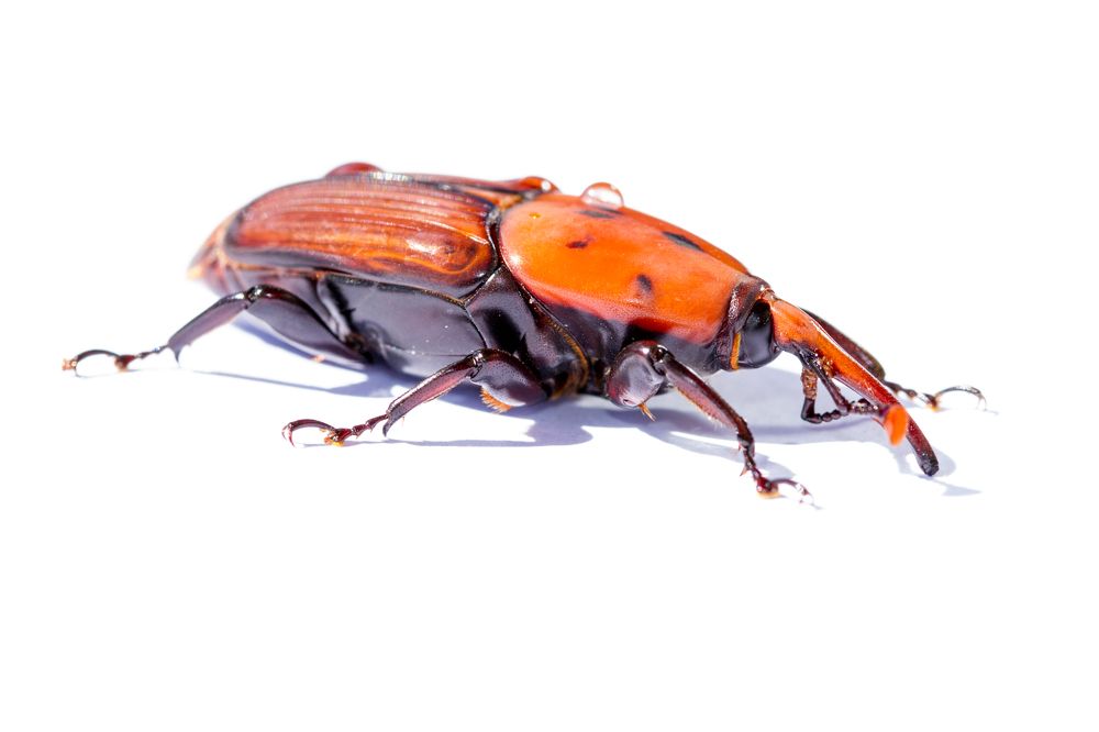 Photograph by Renaud Baldelli