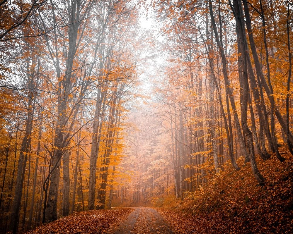 Photograph by Razvan