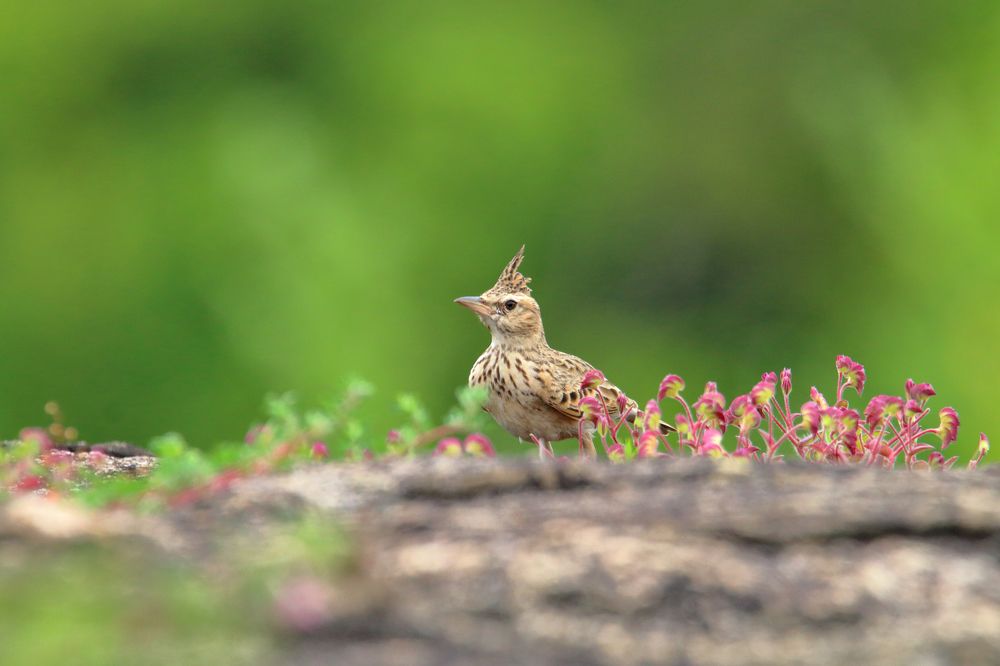 Photograph by Prasad Kn