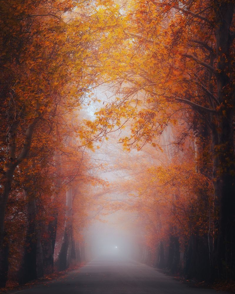 Photograph by Shahram Hafezi