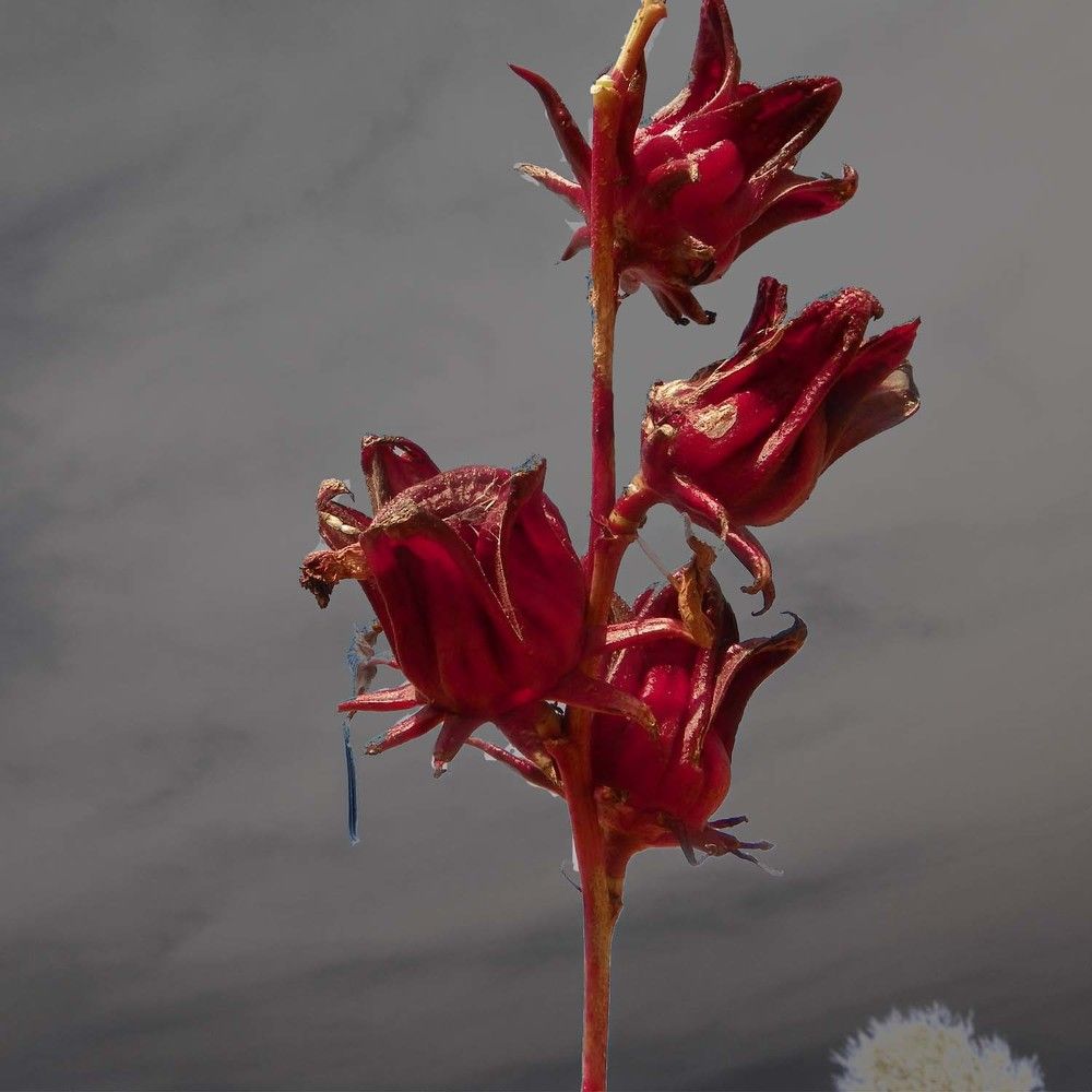 Photograph by maiga mamadou