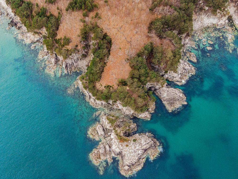 Могильные сосны п-ова Гамова