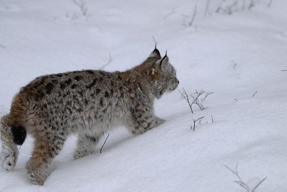 Photograph by Геннадий Тикка