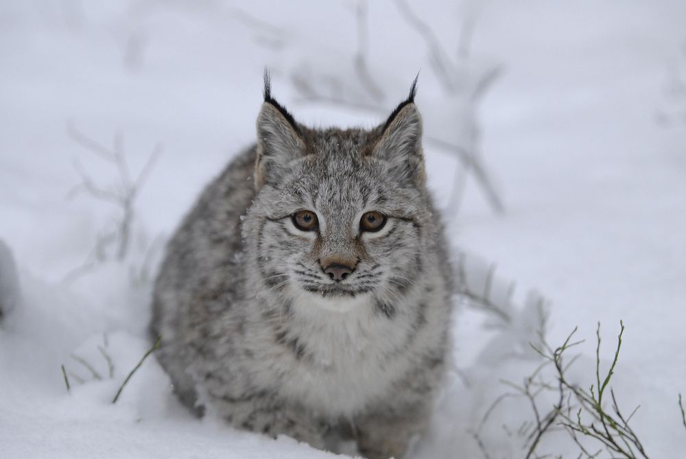 Photograph by Геннадий Тикка