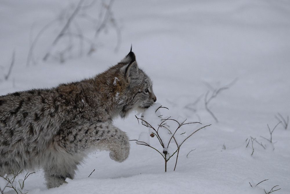 Photograph by Геннадий Тикка