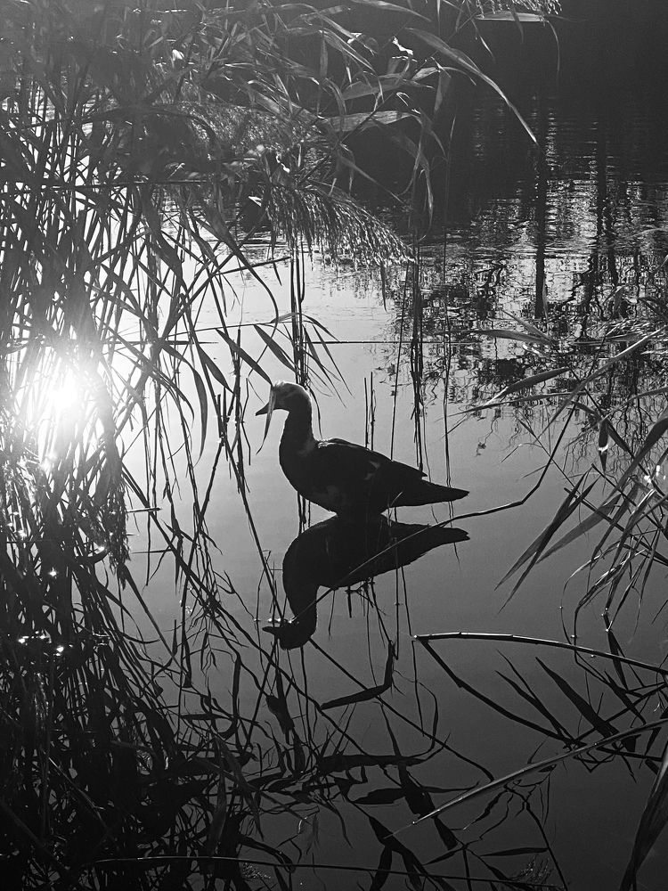 Photograph by Ольга Петухова