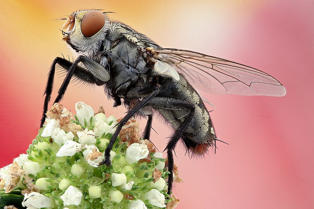 Fly and flowers