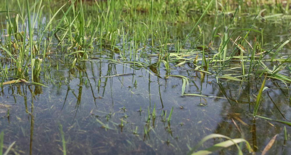 Фотография автора Сергей Никоноров