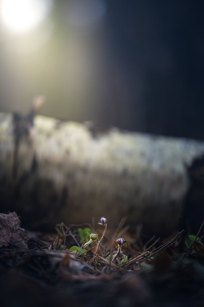 Photograph by Ignas Lazauskas