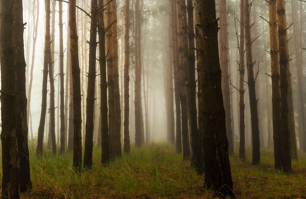 Photograph by Андрей Папанов