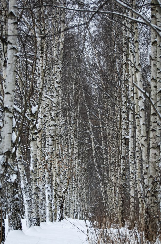 Photograph by Сергей Басов