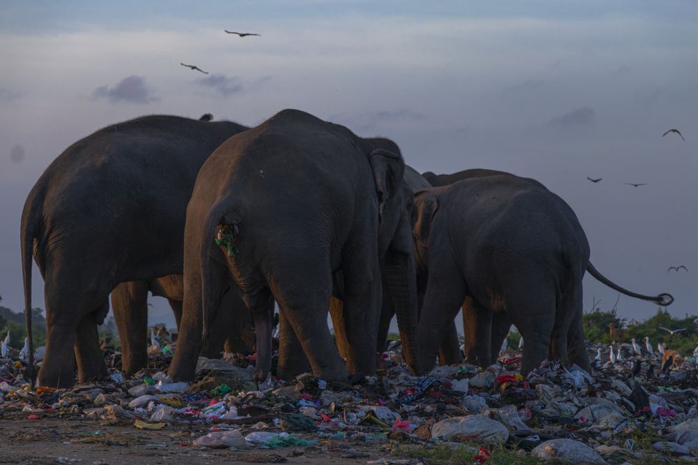 The polythene eating kings