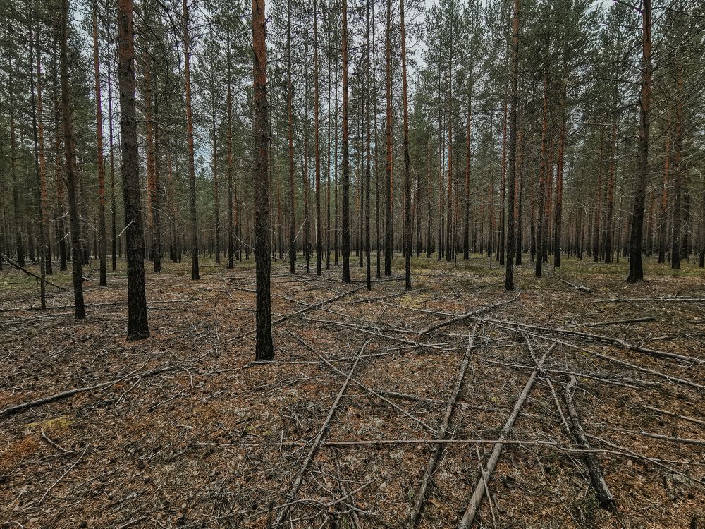 Photograph by Марина Андреевна