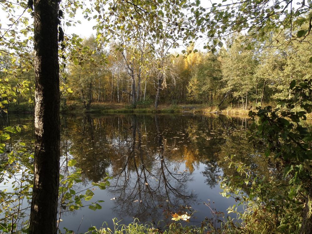 Осень на лесном озере