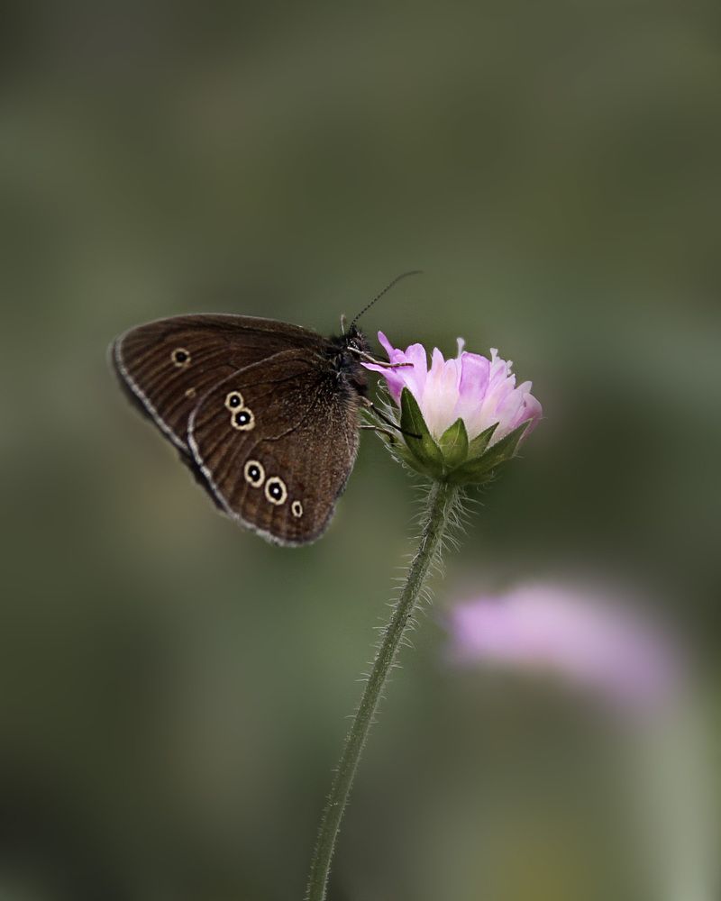 Photograph by Елена Кондратьева