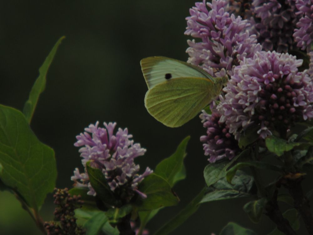 Бабочка в сирени