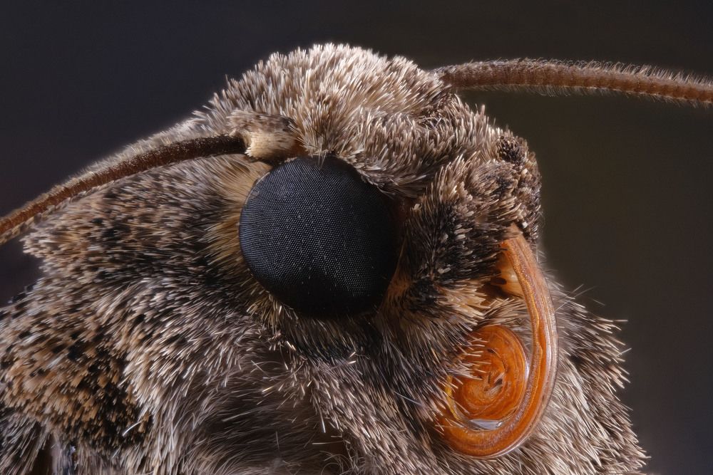Macroglossum stellatarum portrait