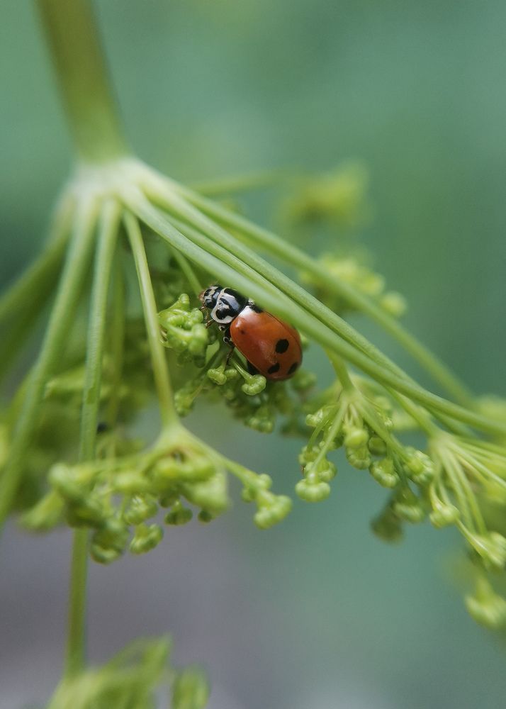 Photograph by Яна Йорданова