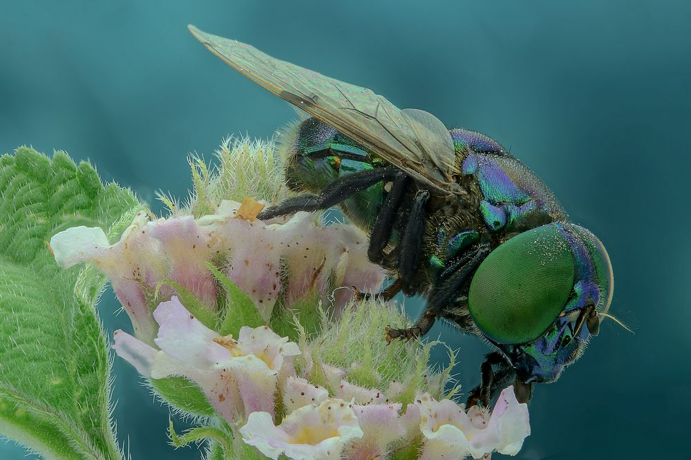 Photograph by Rui Santos