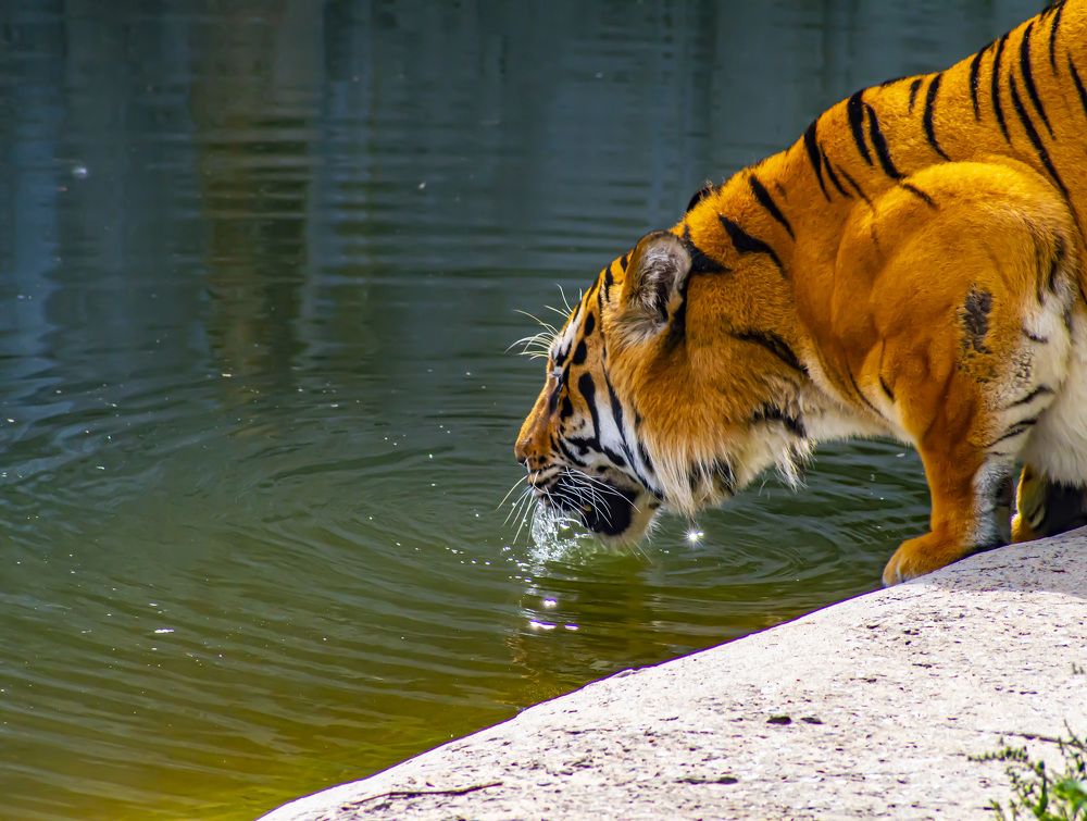 Photograph by Yuriy Malashchenko