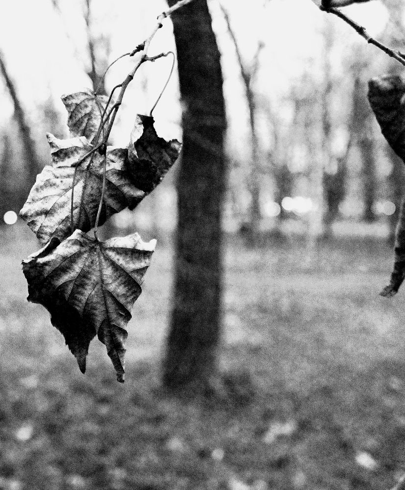 Photograph by Anna Krasova