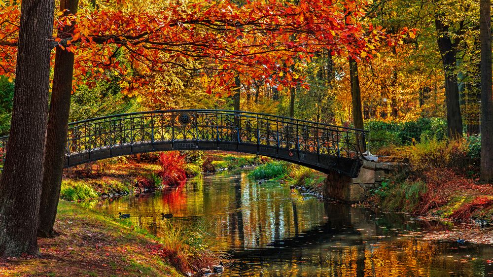 Фотография автора ROMAN Wieckowski