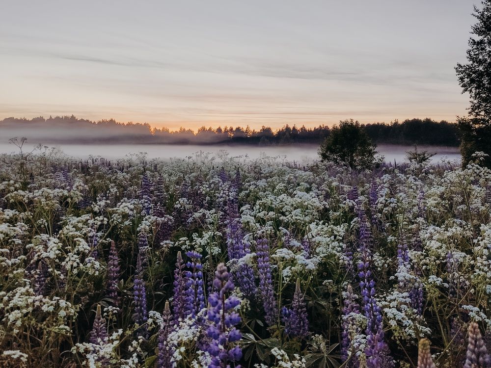 Photograph by Алёна Шматова