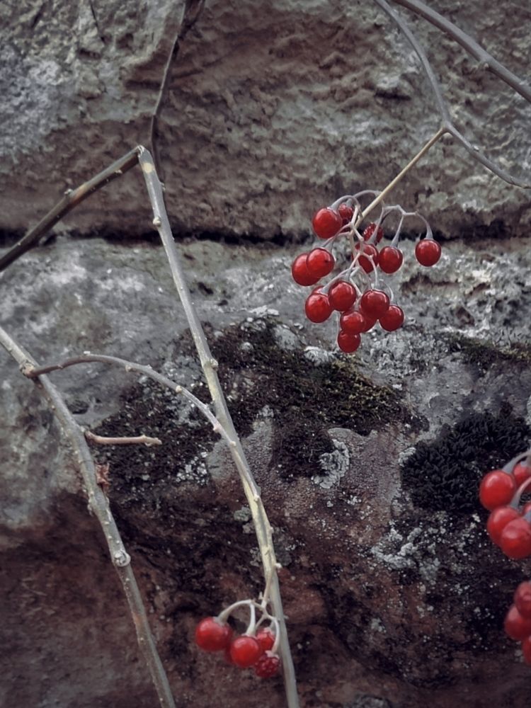 Photograph by Эльза Трисантович