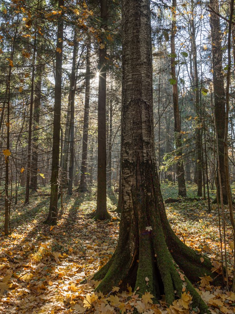 Photograph by Александр Степанов