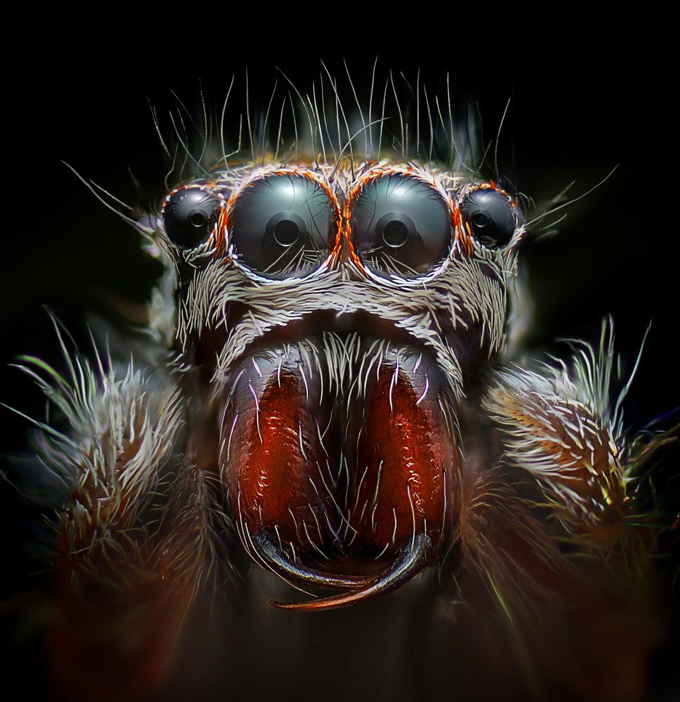 Photograph by Eduardo Modolo