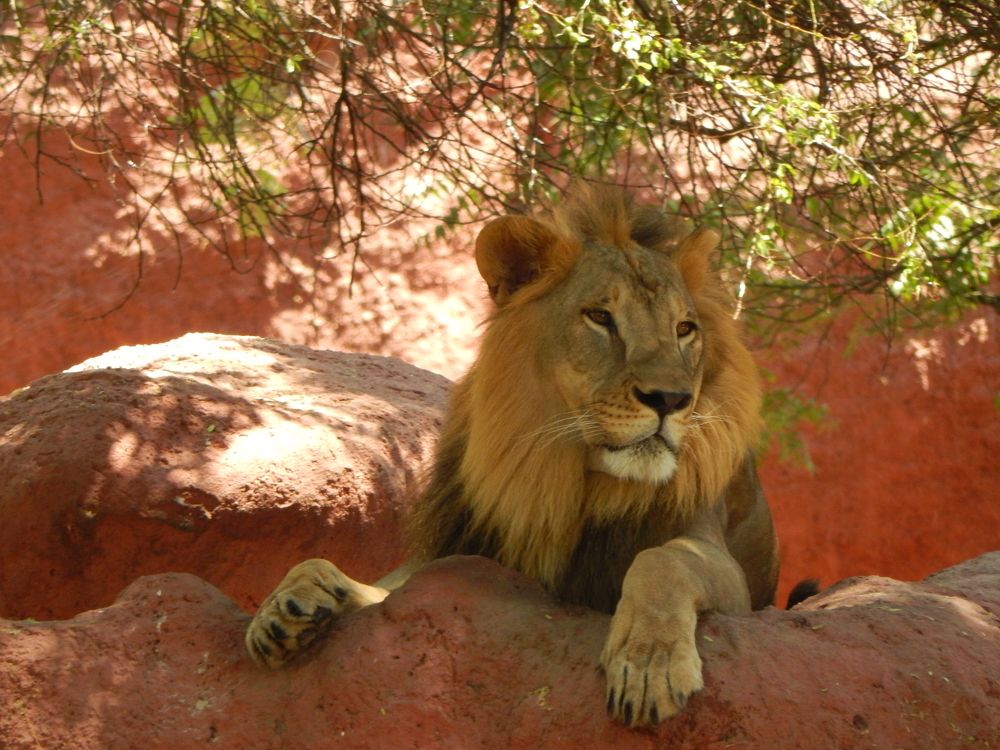 Photograph by s s subrahmanyam