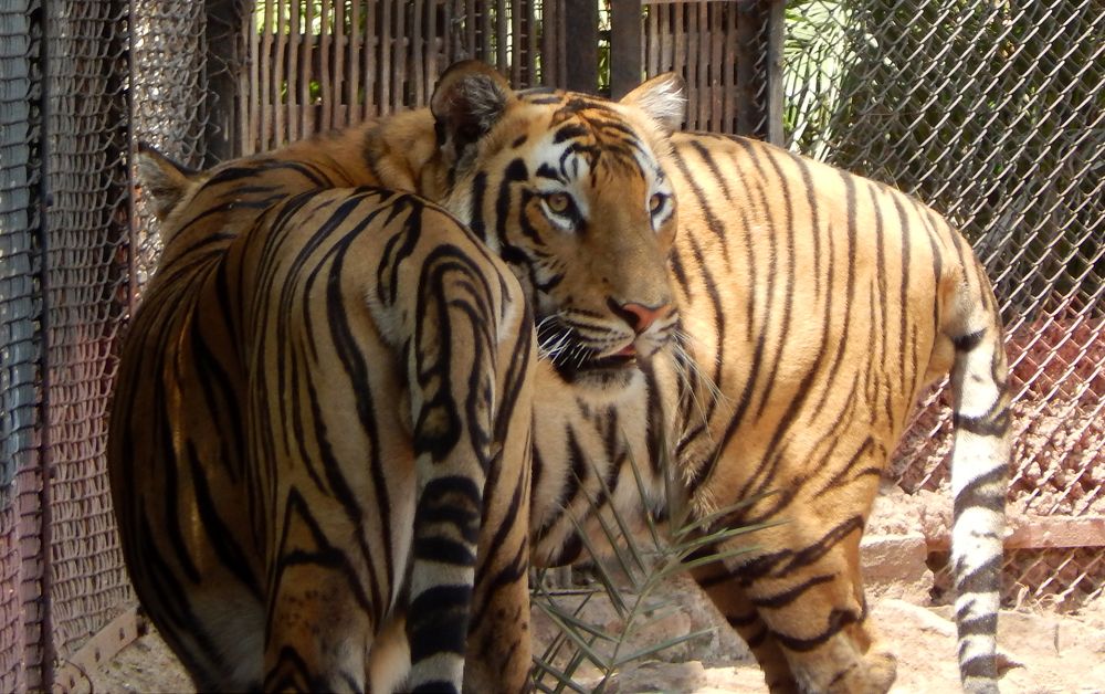 Photograph by s s subrahmanyam