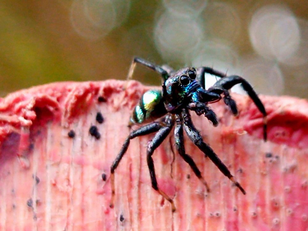 Macro jump spider