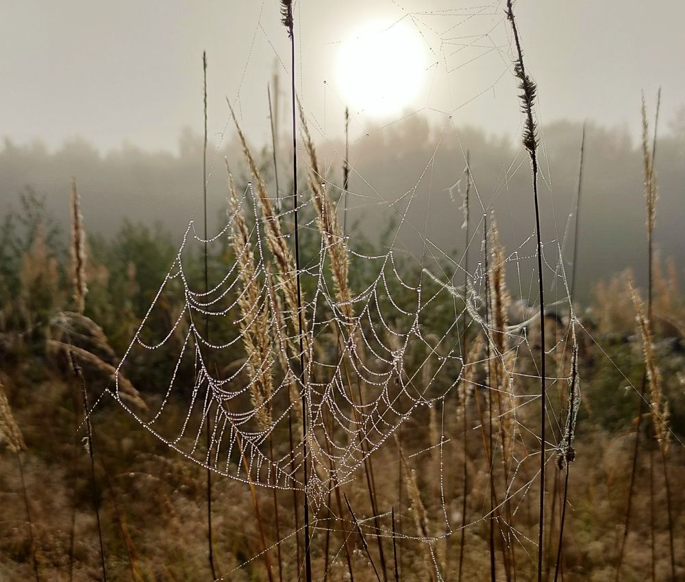 Photograph by Елена Верховская