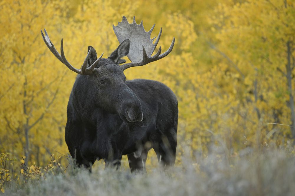 Photograph by Jorn Vangoidtsenhoven