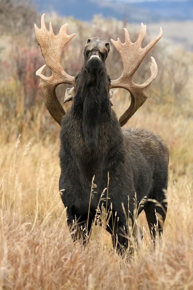 Photograph by Jorn Vangoidtsenhoven