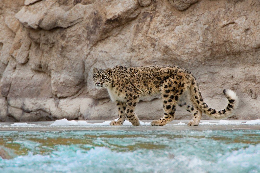 The Leopard of the Indus