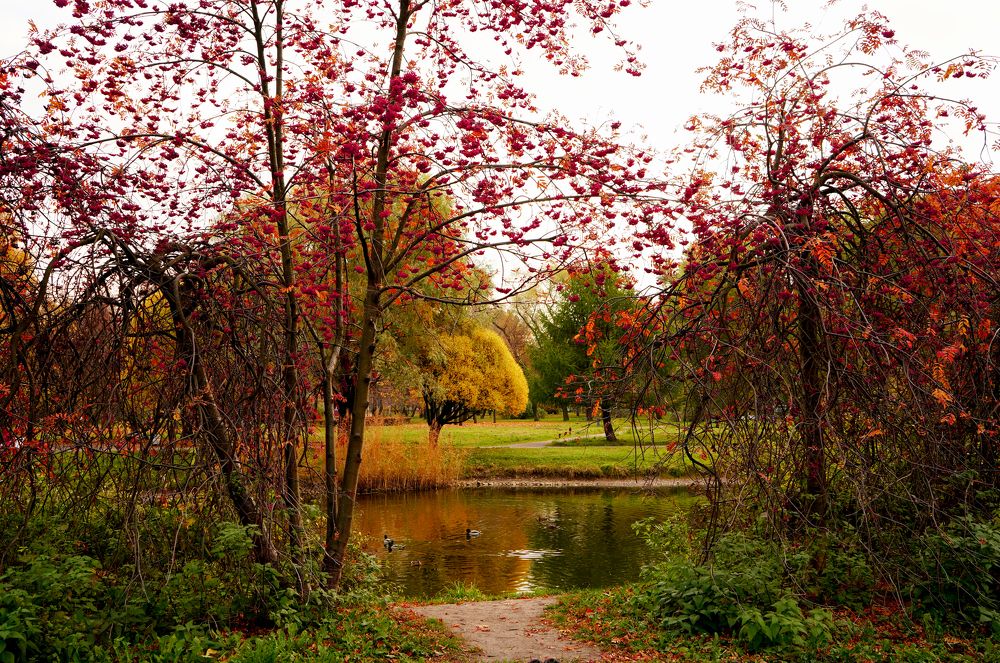 Красная рябину в саду 9 января в Санкт-Петербурге