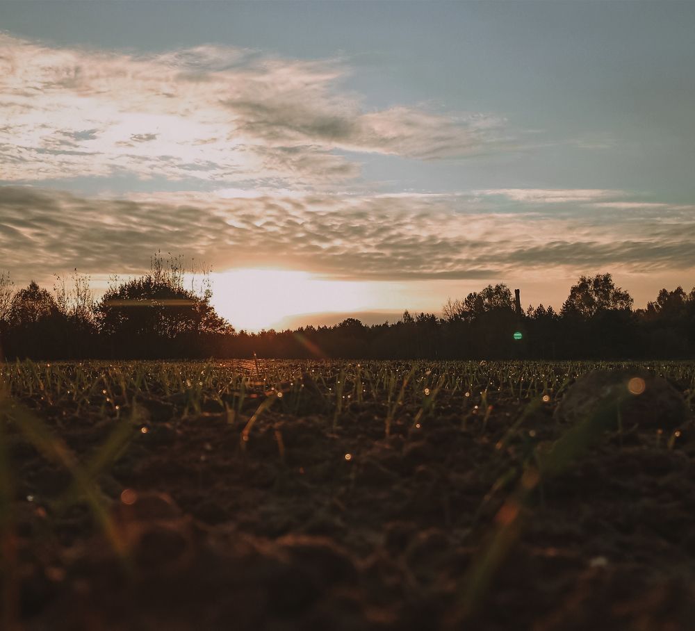 Рассвет над полем